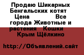 Продаю Шикарных Бенгальских котят › Цена ­ 17 000 - Все города Животные и растения » Кошки   . Крым,Щёлкино